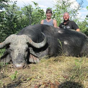 Cape Buffalo Zimbabwe Hunt