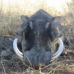 Hunting Warthog Namibia