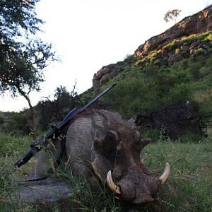 Namibia Warthog Hunting