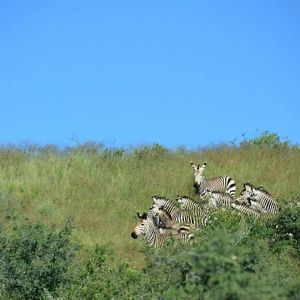 Wildlife Namibia Zebra