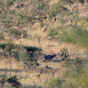 Wildlife Namibia Kudu