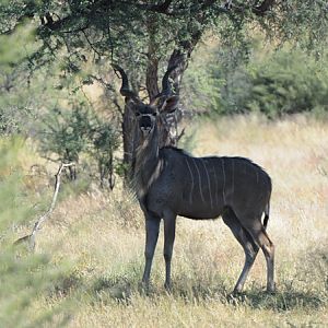 Kudu Namibia Wildlife