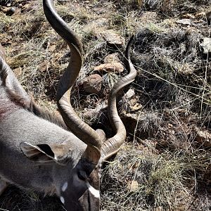 Kudu Namibia Hunting