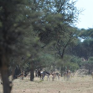 Namibia Wildlife Springbok & Blesbok