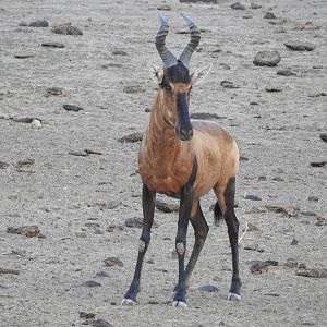 Namibia Red Hartebeest Wildlife