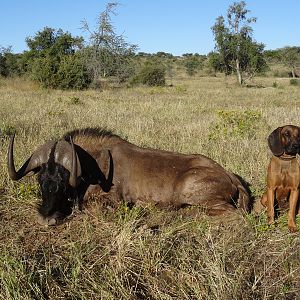 Hunt Black Wildebeest Namibia