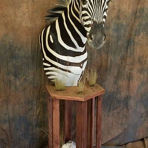 Zebra Mount Pedestal Taxidermy
