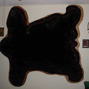 Black Bear Flat-skin Taxidermy