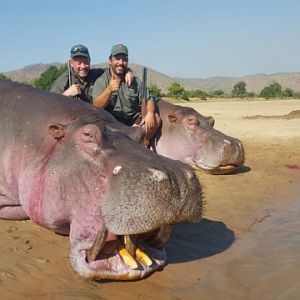 Hippo Hunt In South Africa