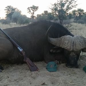 Cape Buffalo Hunt in South Africa