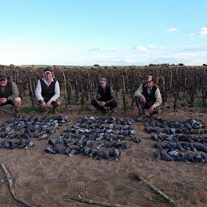 South Africa Bird Hunting Pigeons