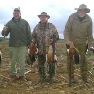 Geese Bird Hunt South Africa