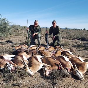 Springbok Cull Hunting South Africa