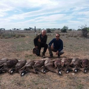Black Springbok South Africa Cull Hunt