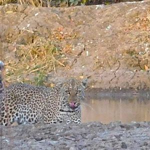 Wildlife Burkina Faso Leopard