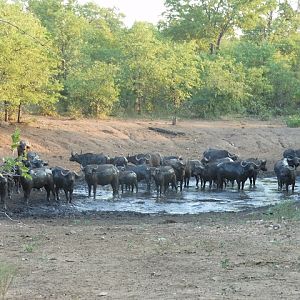 Wildlife Cape Buffalo South Africa