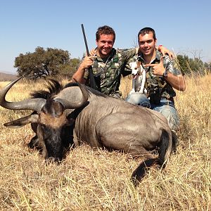 South Africa Blue Wildebeest Hunting