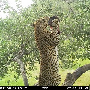 Leopard Namibia