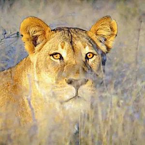 recent safari , Lioness in the morning light