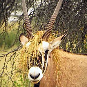 recent safari, Gemsbok