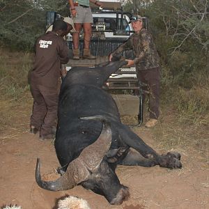 Cape Buffalo Bowhunt South Africa