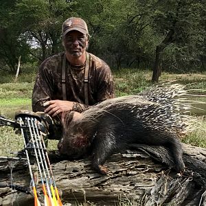 Hunting African Porcupine South Africa