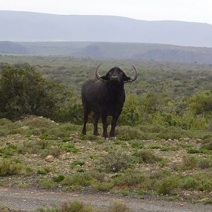 South Africa Cape Buffalo