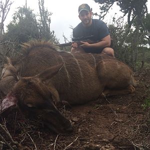 South Africa Kudu Cow Cull Hunting