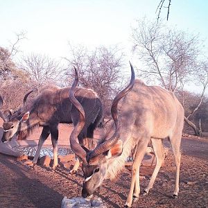 Trail Cam Kudu