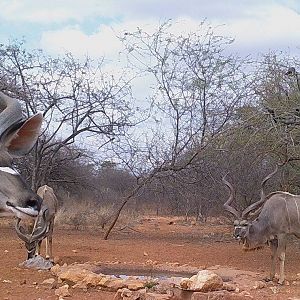 Kudu Trail Cam