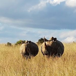 White Rhino South Africa