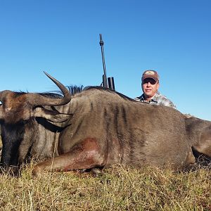 South Africa Blue Wildebeest Hunting