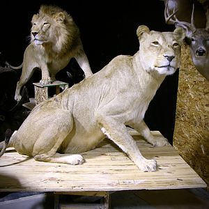 Full Mount Taxidermy Lioness