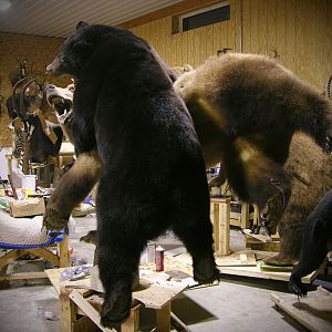 Full Mount Taxidermy Brown Bear & Black Bear