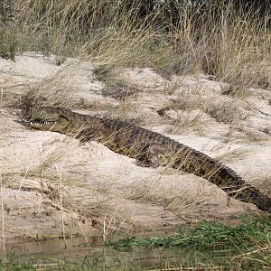 Crocodile on Zambezi river bank