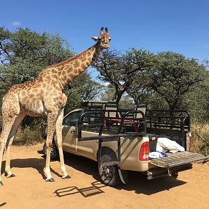 A visitor - Giraffe South Africa
