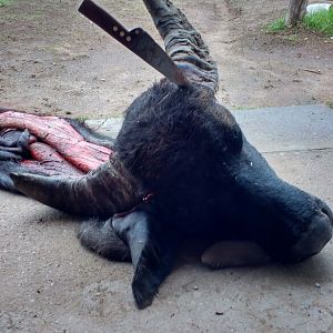 Water Buffalo Hunting