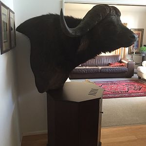 Buffalo Pedestal Taxidermy