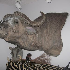Taxidermy  Buffalo Shoulder Mount