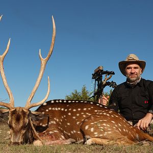 Texas Hunt Axis deer