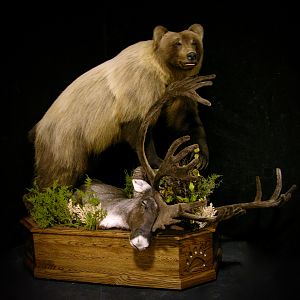 Mountain Grizzly Full Mount Taxidermy