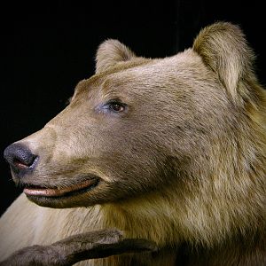 Taxidermy Mountain Grizzly Full Mount
