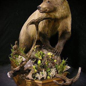Full Mount Taxidermy Mountain Grizzly