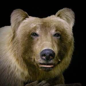 Taxidermy Full Mount Mountain Grizzly