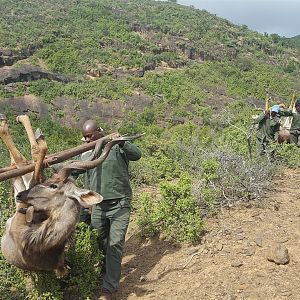 Kudu Hunt in South Africa