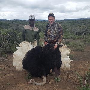 South Africa  Hunting Ostrich