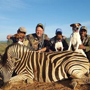 Burchell's Plain Zebra South Africa Hunt