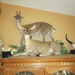 Duiker Taxidermy Pedestal