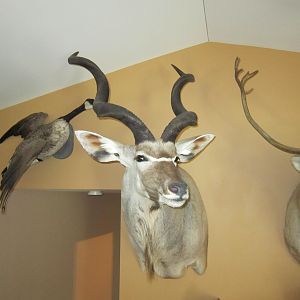 Taxidermy Kudu Shoulder Mount