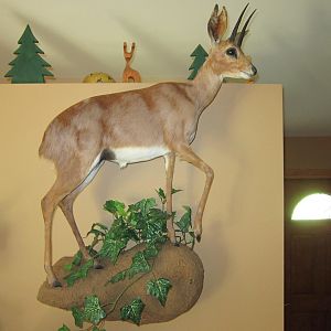 Full Mount Taxidermy Steenbok